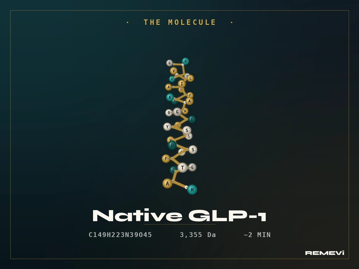 Diagram of the native GLP-1 hormone, an alpha-helix peptide released by intestinal L-cells