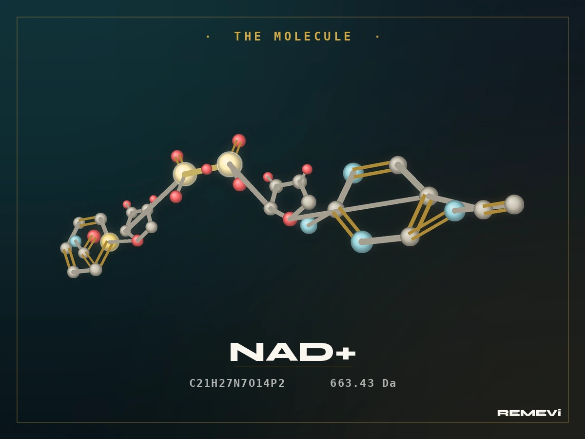 Diagram of the NAD+ molecule and its role as a redox coenzyme